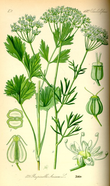 anise