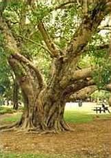 Banyan Tree