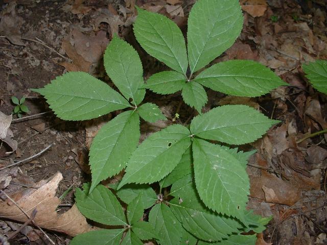 Ginseng Plant