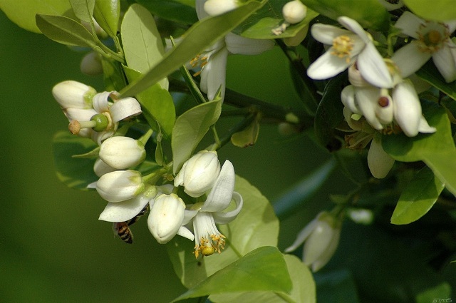 Grapefruit Plant