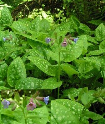 lungwort