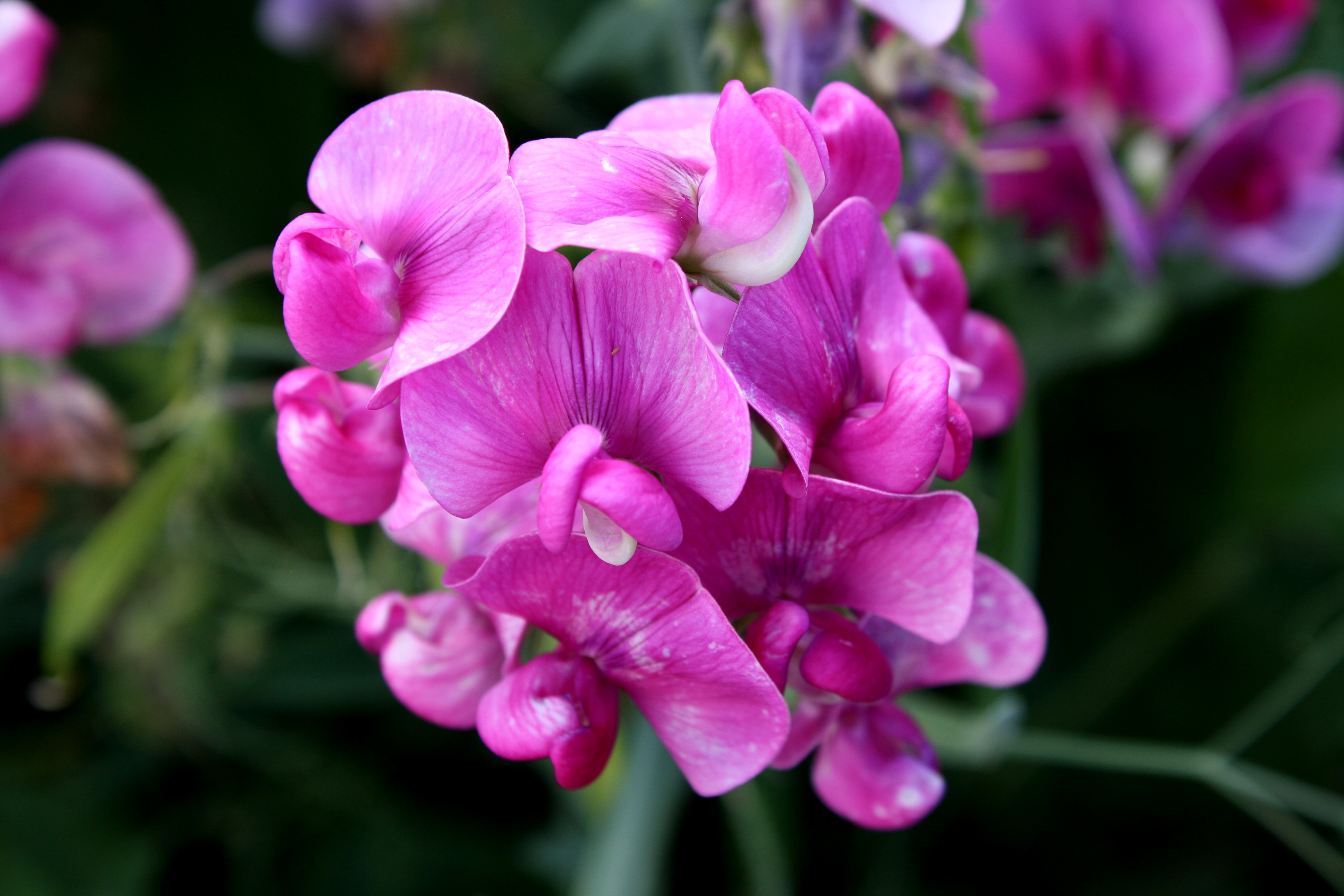 Sweet Pea Flowers