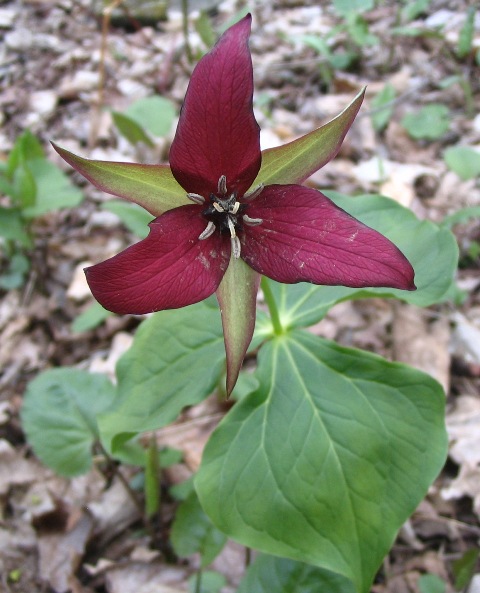 trillium